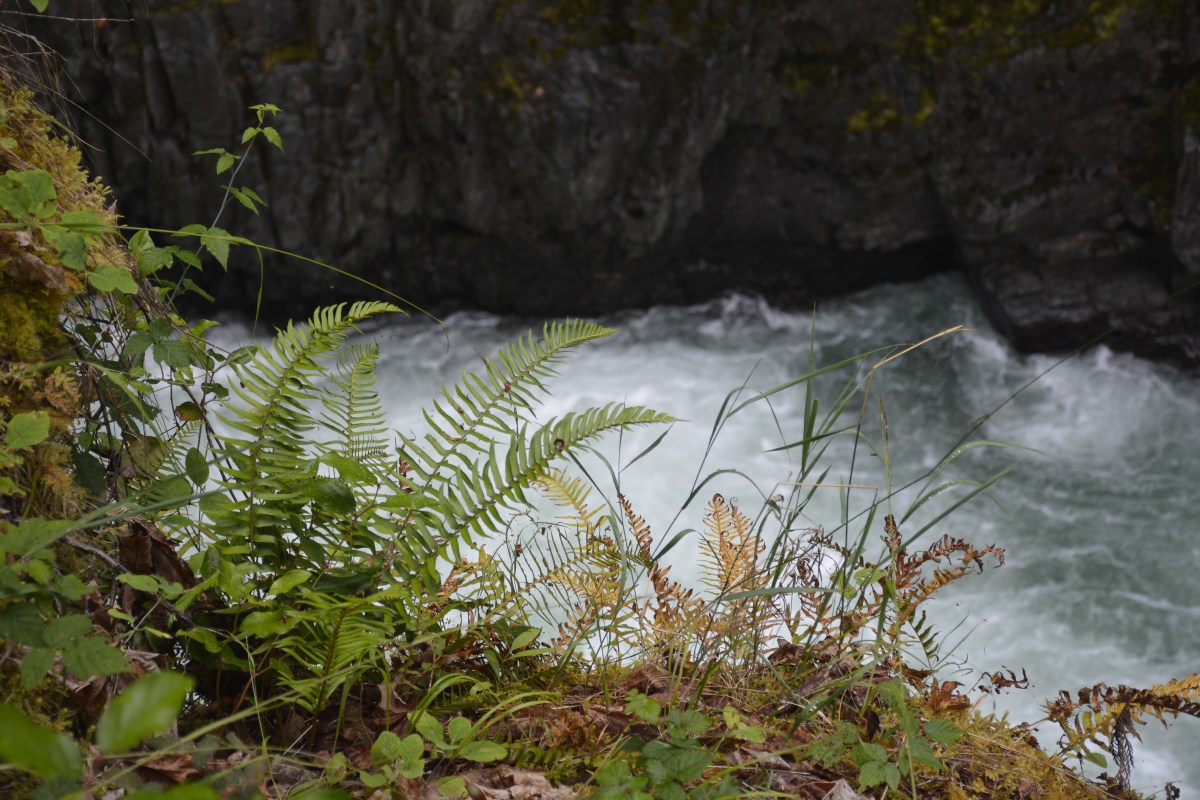 Plants above rapids on Vancouver Island